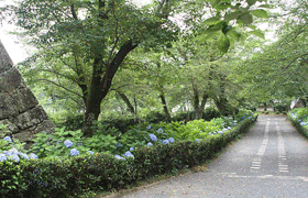 津山城跡(あじさい)