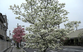 奴通り(花みずき)