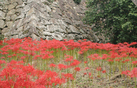 津山城、彼岸花