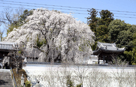 千光寺